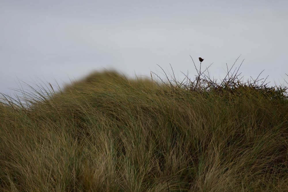A tiny wren clinging to the top of a stem in the sand dunes of Holy Island