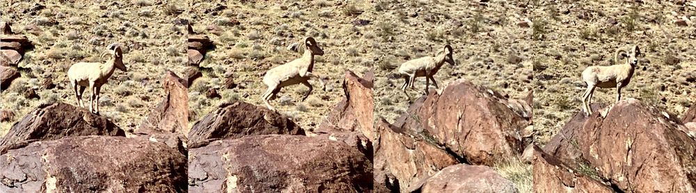 Here a a series of four pics showing a Desert Bighorn Sheep (Ovis canadensis nelsoni) leaping from one boulder to another.

Pics taken 3/22/2025, using my iPhone SE (3rd gen), ABDSP/Borrego Palm Canyon.