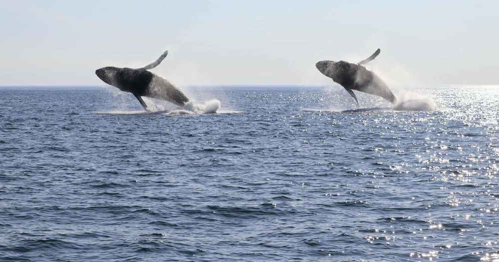 Passengers onboard a whale watching tour were treated to a special display by three humpback whales Saturday near Nova Scotia’s Brier Island.