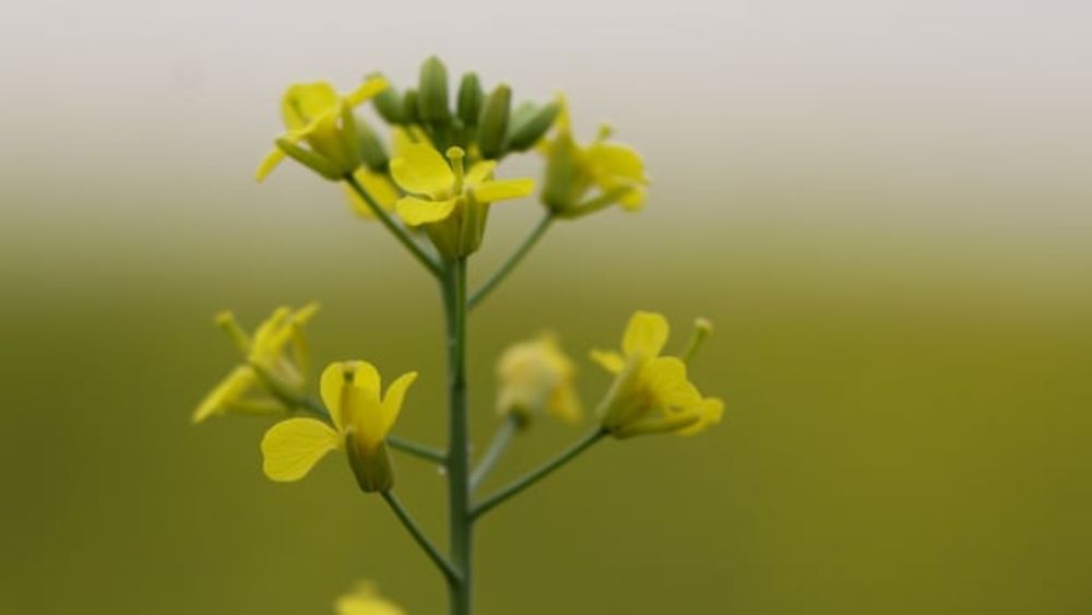 As producers start to harvest this year’s canola crop, politicians are trying to figure out how to ensure they don’t lose money on their exports due to tariffs. Farmers and industry experts suggest bi...