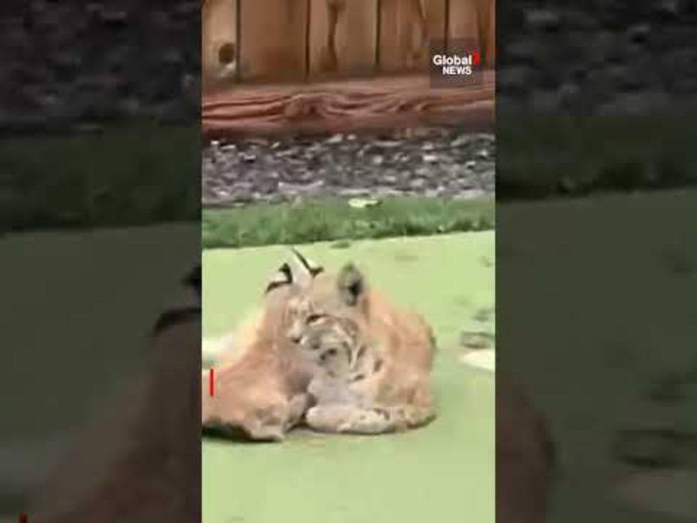 Baby bobcats use Calgary backyard as playground