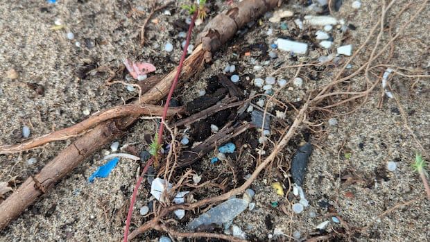 Tiny plastics 'like rice on your kitchen floor' pose hidden pollution risk on Toronto's waterfront | CBC News