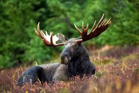 picture of a moose sitting down on the ground