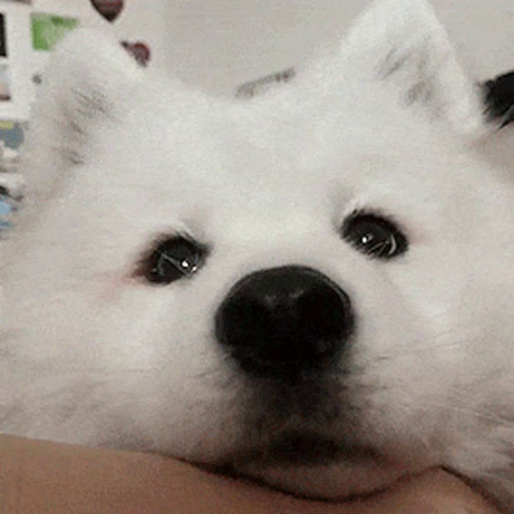 Doggo Boop GIF