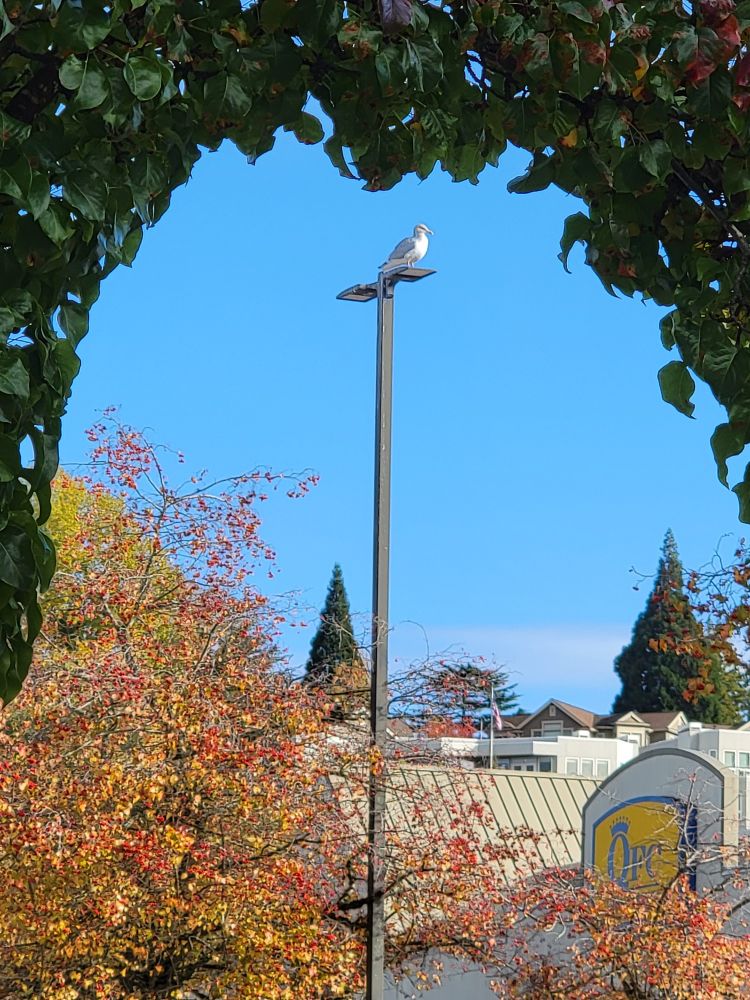 A seagull perched casually on a parking-lot lamppost, framed against a pale blue sky by an arch of still-green leaves in the foreground, a fiery spray of autumnal foliage from the lower left bursting up between the subject and the viewer, and the roof of a mediocre grocery store in the lower right behind the bird. You sense, perhaps, on an intuitive level, that this photograph was taken by a handsome, thoughtful, sensitive man who's good at sex.
