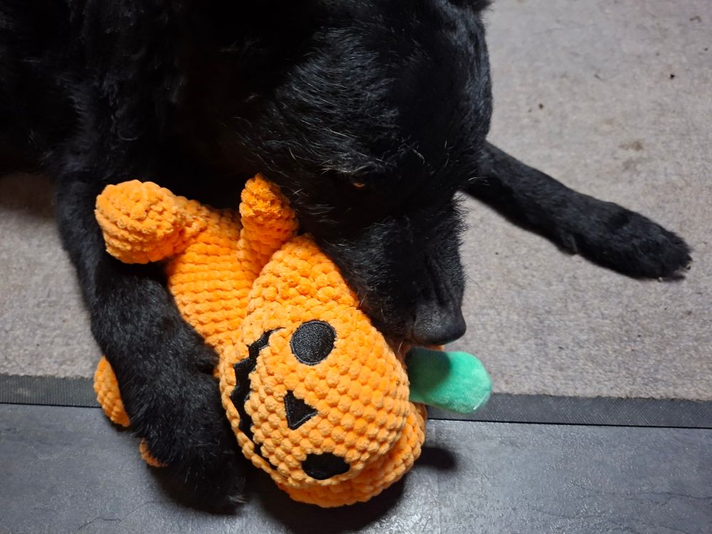 Schwarzer Hund zerlegt sein Kürbismonster