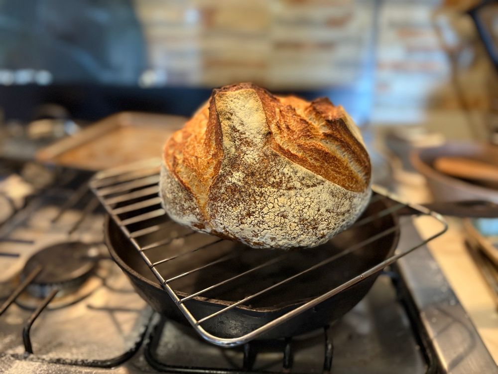 A portrait mode photo of a bread loaf: boule @ 12.5% whole wheat; 63% hydration 500g flour sourdough loaf fresh out of the oven with a crispy crust.