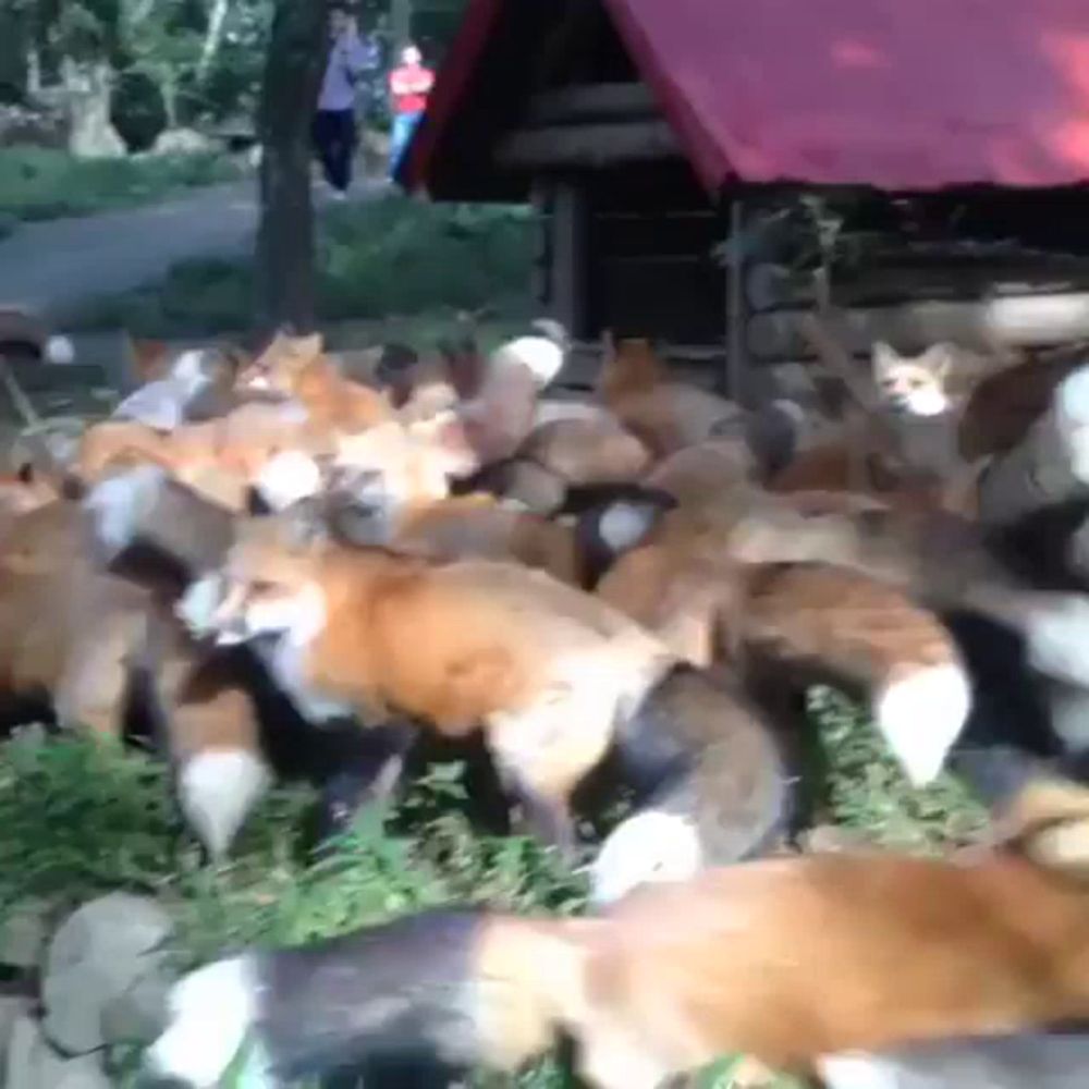 a large herd of foxes standing in front of a red roofed house