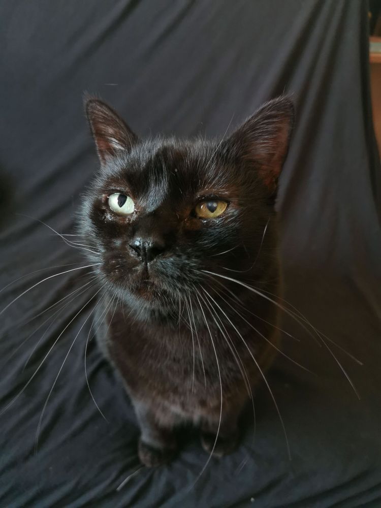 Ma Pixel dans toute sa splendeur de chat noir. 