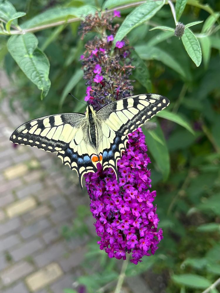 De koninginnepage poseerde op de vlinderstruik. Geluksmomentjes 🦋