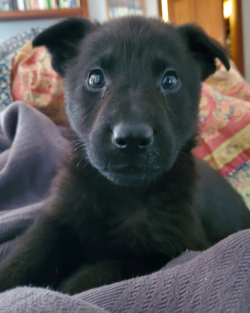 Black puppy with floppy ears looking at the camera in with multi colored blankets surrounding her.