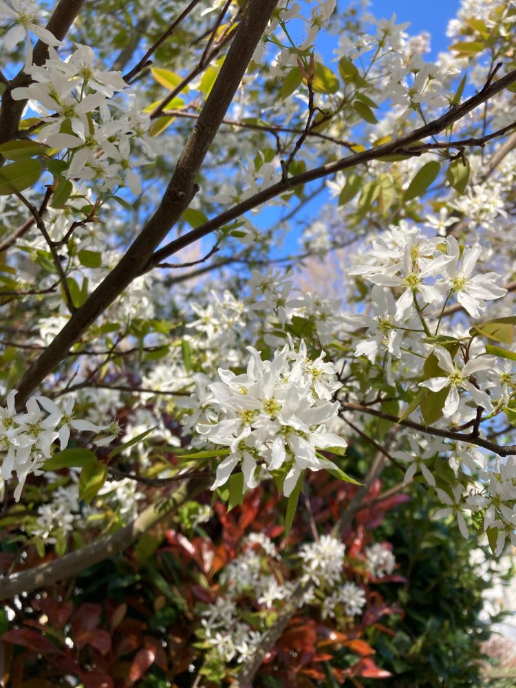 A close up of a tree covered in small white blossom, against the background of a bright blue sky and green and orange bushes