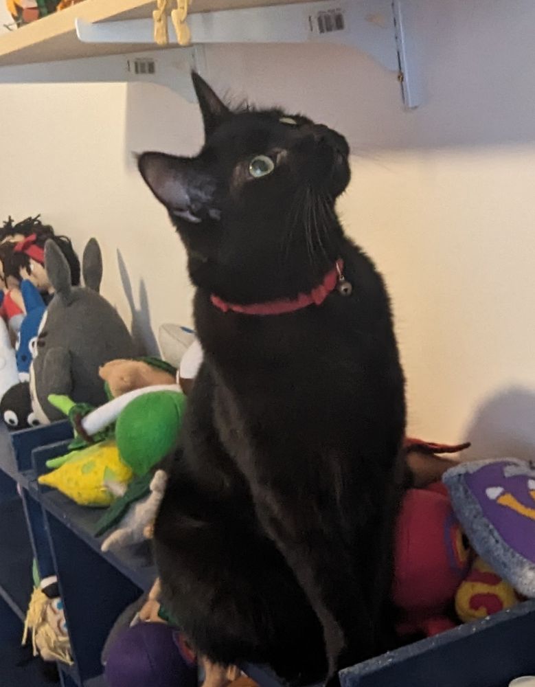A black housecat sitting on top of a shelf full of plushies, posing like a perfect statuette and staring up at a wall, unaware he's being chided for being there