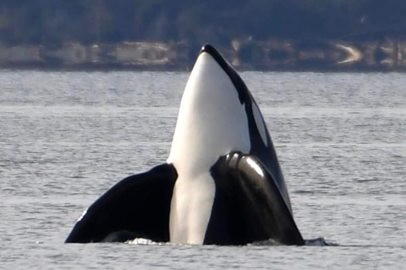 Large male orca, Thor or Strider, spyhops in Puget Sound facing the camera. 