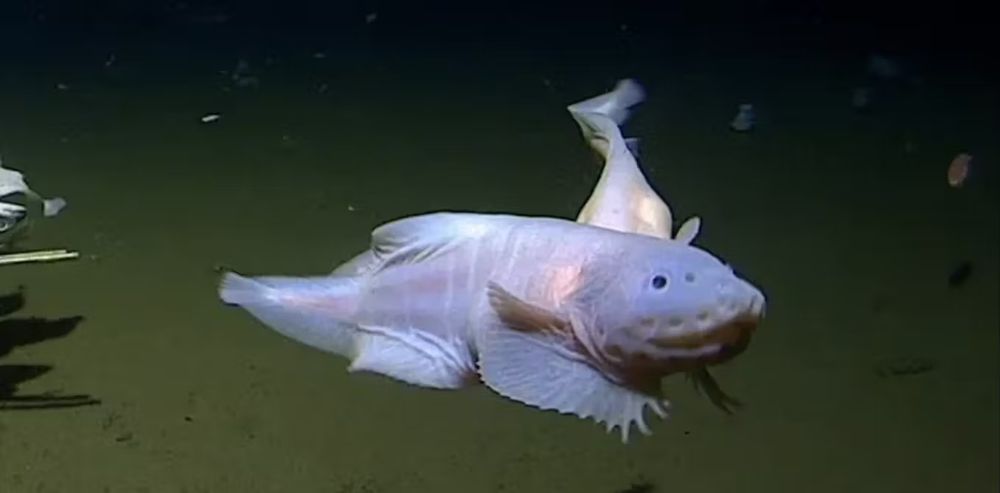 **Alt text:**  
A deep-sea fish with small, black, round eyes and long, slender fins, swimming in a dark underwater environment. The fish has pale purplish appearance.