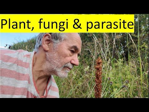 Host-specific broomrapes: the role of strigolactone cocktails
