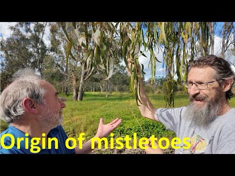 Marsupials to birds: the strange history of mistletoe dispersal