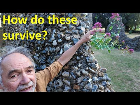 Why Walls Matter for Conservation & Urban Biodiversity