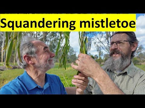 Mistletoe's fundamental ecological importance