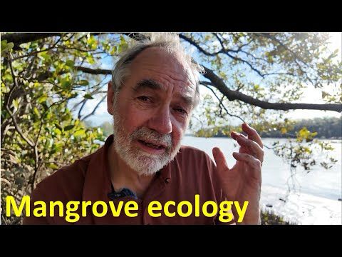 Mangrove adaptations and importance