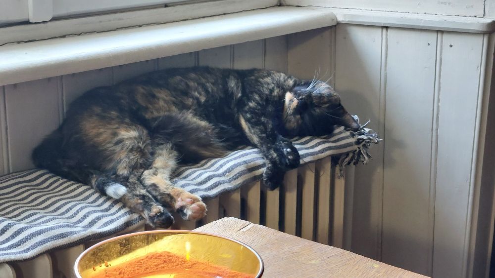 Chatte écailles de tortue qui rompiche