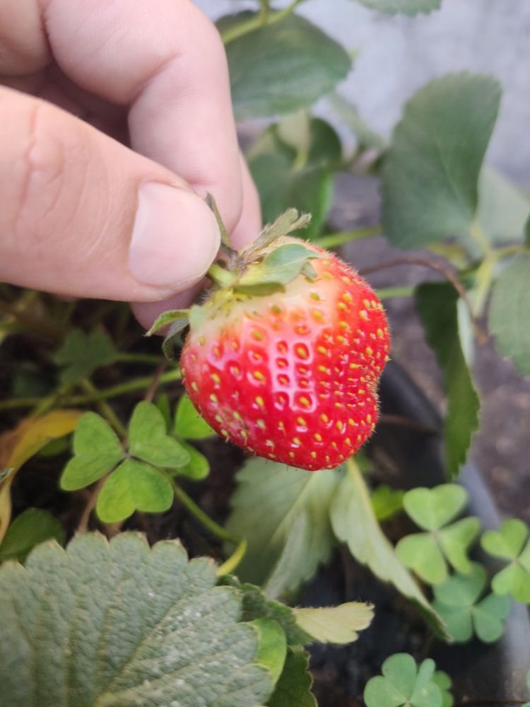 Photo of a hand holding a strawberry with a really small garden behind it