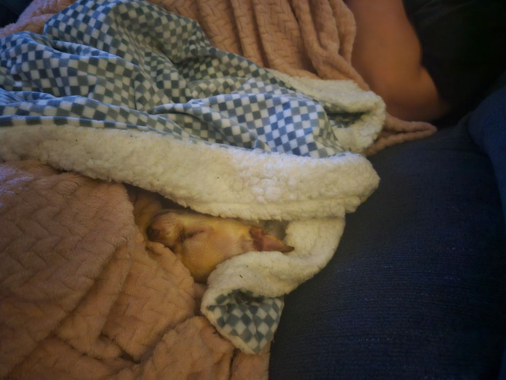 Willow, the shorthaired Chihuahua, tucked in having a snooze on the couch under a small green and white checkered blanket on top of a larger pink blanket, with my girlfriend lounging in the background 
