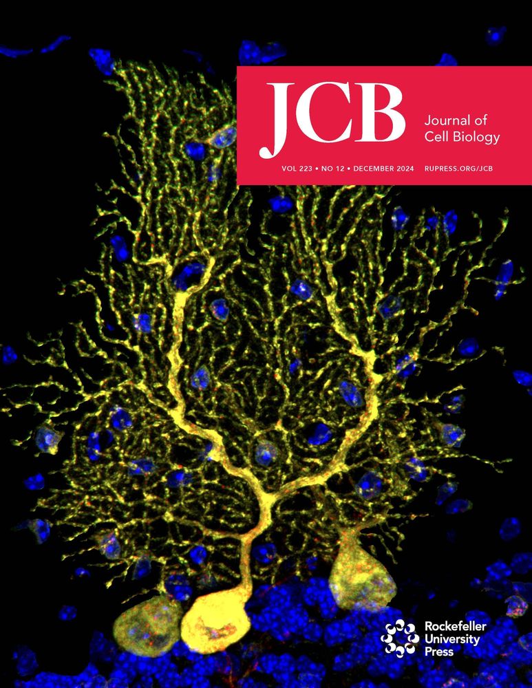 Cover of the Journal of Cell Biology December 2024 issue, featuring the intricate dendritic arborization of large GABAergic neurons in new ER-phagy reporter mouse models, providing an unprecedented view of ER architecture.