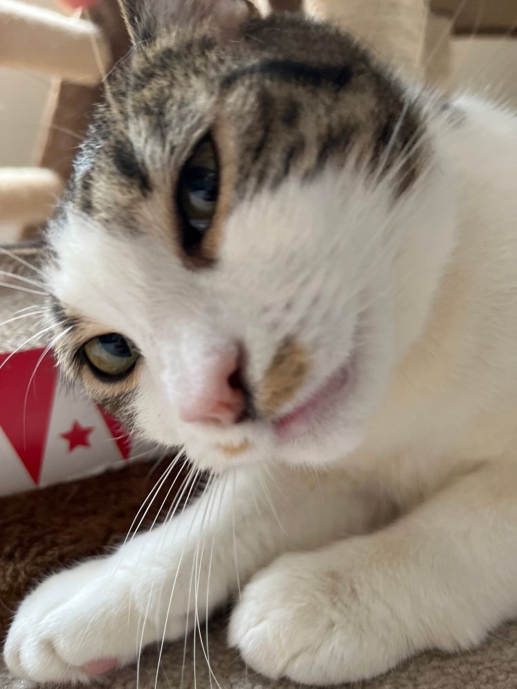 White and silver tabby cat with an inquisitive brown mustache looks threateningly sideways at the camera. 