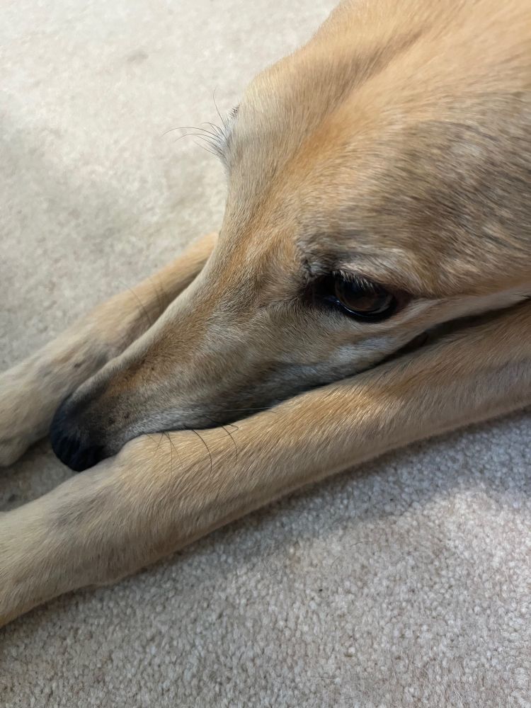 A faun colored greyhound named Toast on a beige carpet rests his smelling apparatus between his front speed sticks