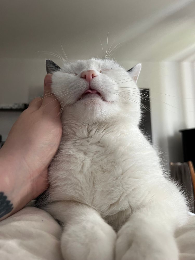 Dumpling 