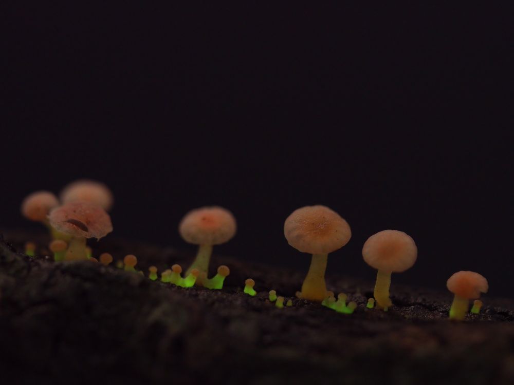 a closeup of mushrooms showing a dim green light coming from their stalks 