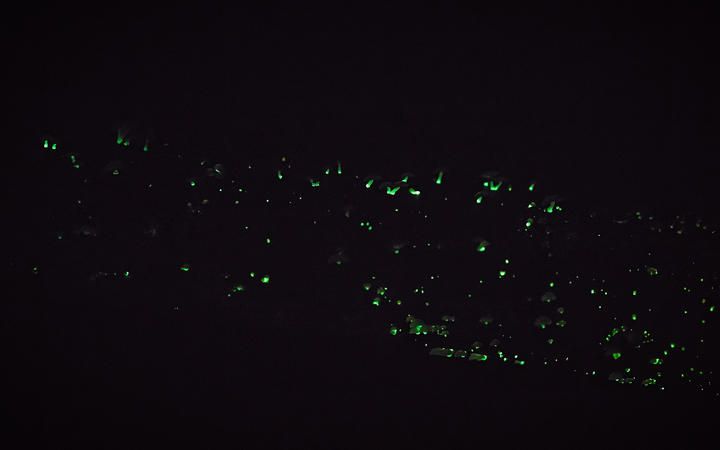 a shot taken in complete darkness, lit only by dozens of little green glows 