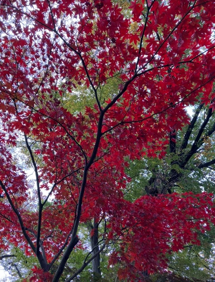 真っ赤に紅葉するモミジの枝