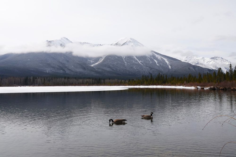 A pair of Canada Geese in front of the Rocky Mountains