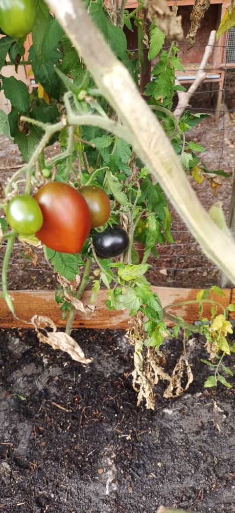 Fotografie von Tomatenpflanzen in einem Beet. Vordergrund ein dicker Tomatenstamm von rechts ins Bild mit einigen Tomaten einer Sorte im unterschiedlichen Reifengrad,von grün zu rot. Im Hintergrund eine andere Sorte mit einer schwarzen Tomate,sie ist fast reif mit dieser Farbe. 