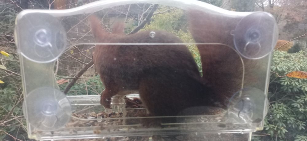 Fotografie. An einer Fensterscheibe hängt mit Saugnapf ein transparentes Vogelhaus. Darin sitzt ein Eichhörnchen.