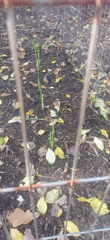 Fotografie. Durch eine Gitterzaun aus Metall auf ein Beet fotografiert. Man erkennt in einer senkrechten Reihe mehrere grüne Triebe. Auf dem Beet liegen auch einige Blätter in Herbstfarben. Die Triebe sind von Knoblauch.