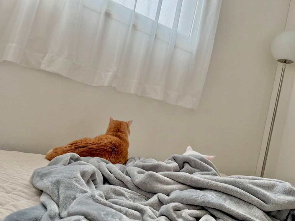 17歳間近の猫2匹の朝