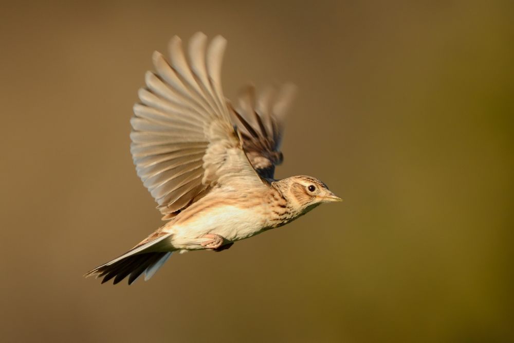Skylark, Getty Images