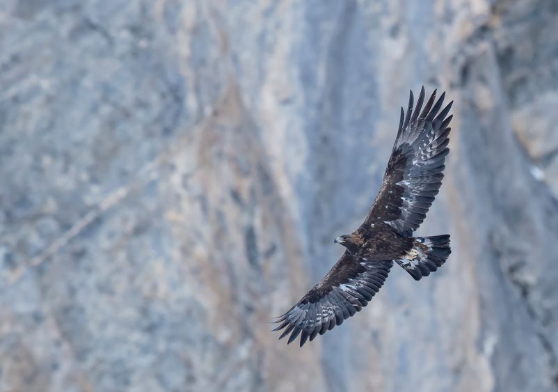 Golden eagle Aquila chrysaetos by Marcel Burkhardt