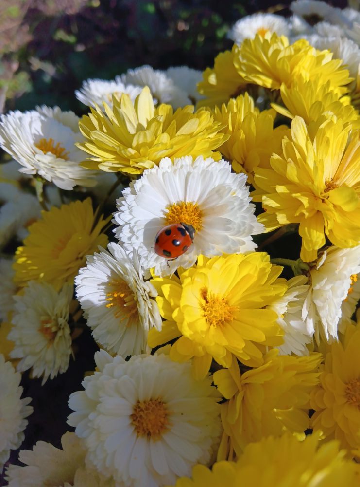 白と黄色の小菊に、陽の光があたっている。白い菊の上にテントウムシがいる