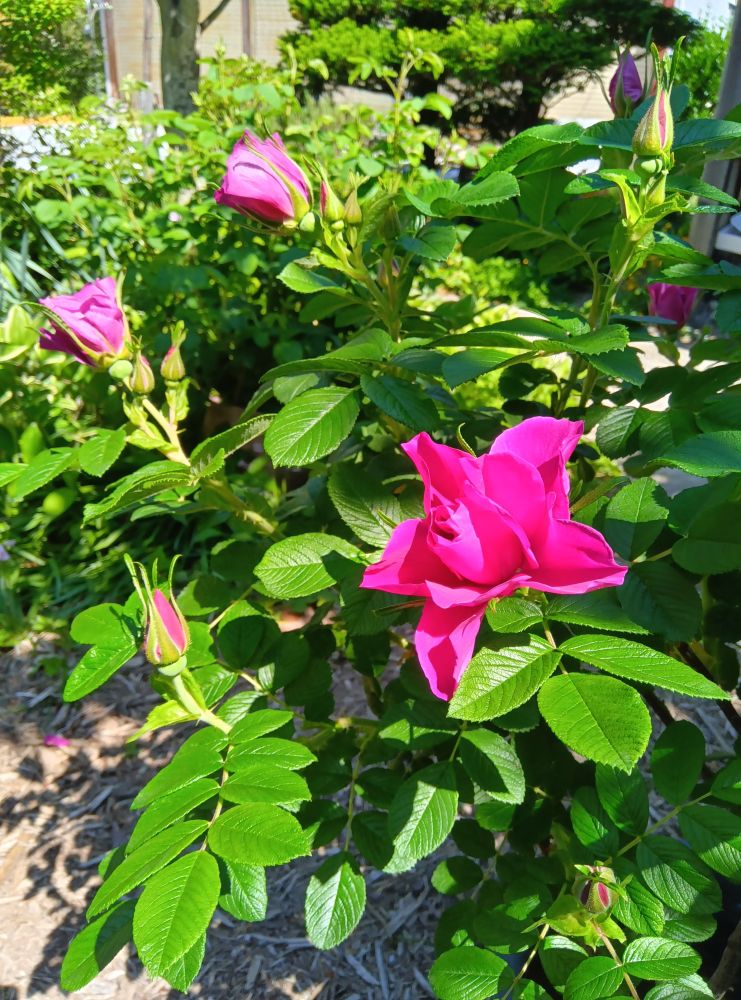 つぼみがたくさんついているバラ