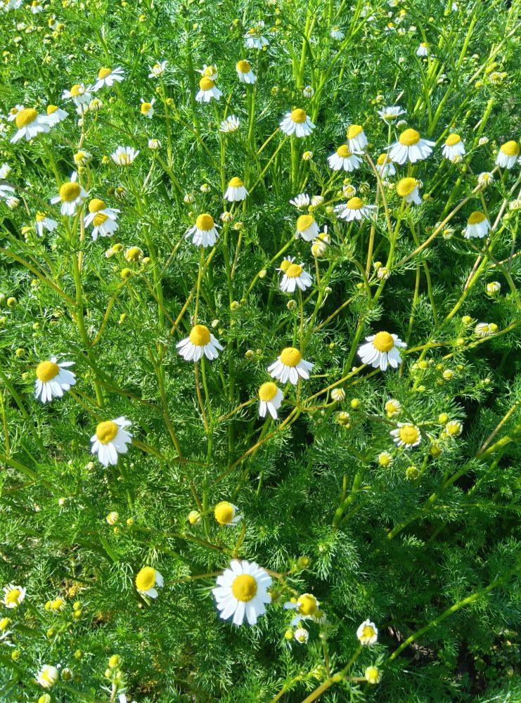 カモミールの白い小さな花。花の真ん中は黄色