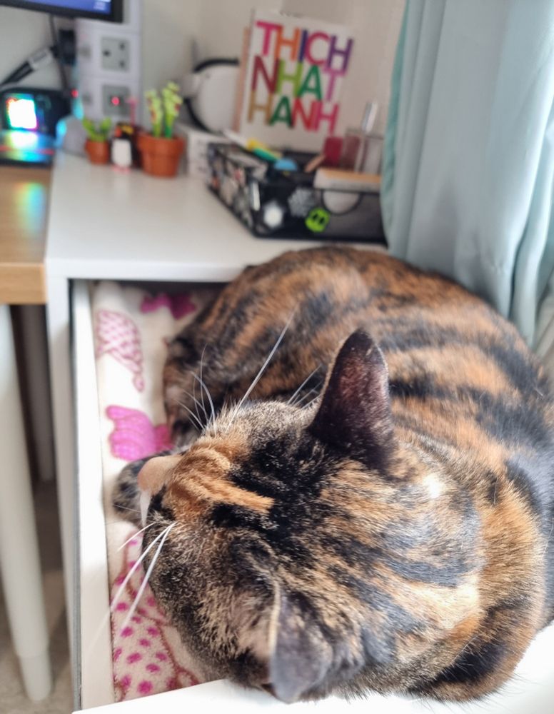 A cat sleeping in the top drawer of a set of IKEA office drawers in with a comfy blanket bed inside. 
