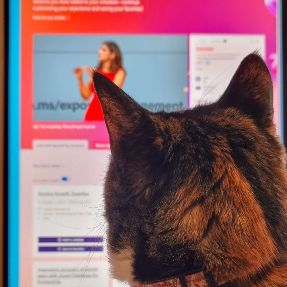A tortoiseshell cat watching the Microsoft Ignite keynote live stream 