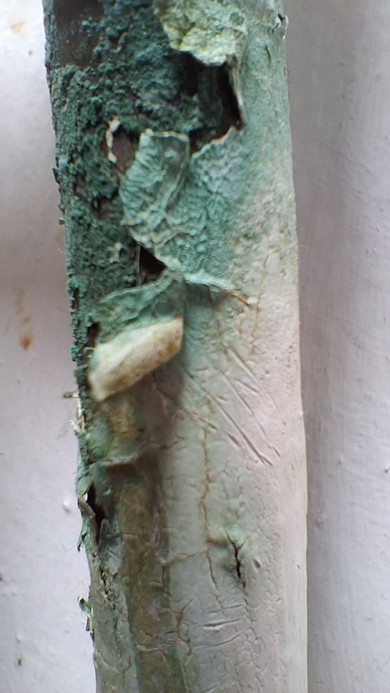 Tuyau en cuivre oxydé.