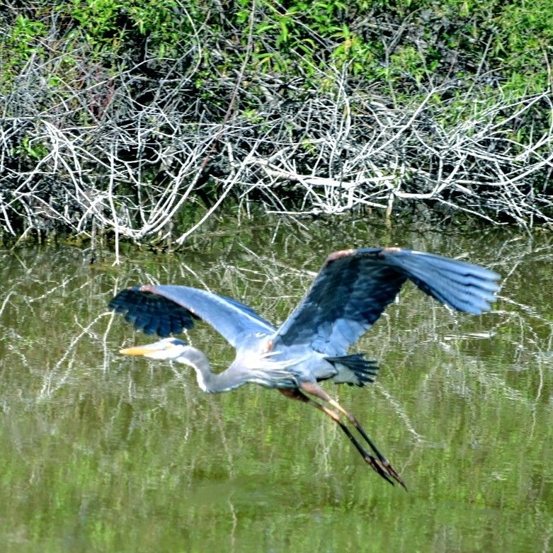 Great blue heron flying over a pond.