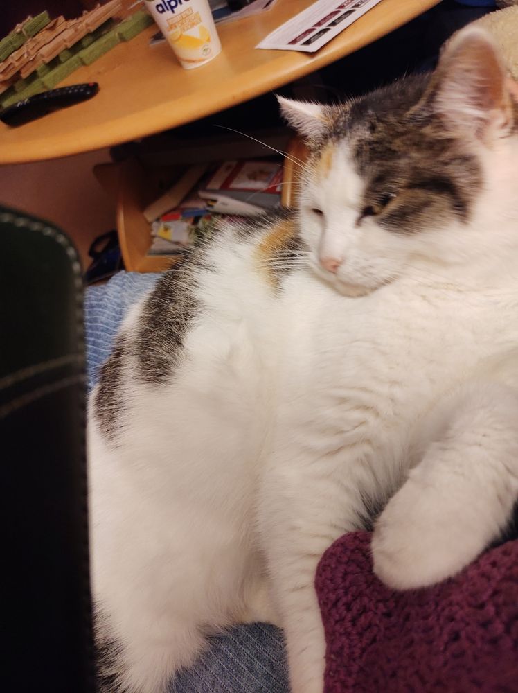 Nami auf meinem Schoß