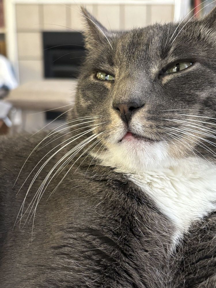 A photograph of my cat Lydia with a funny expression on her face